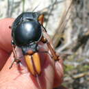 Image of Cape stag beetle