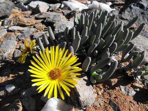 Cephalophyllum goodii L. Bol. resmi