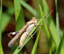 Image of Morphacris fasciata (Thunberg 1815)