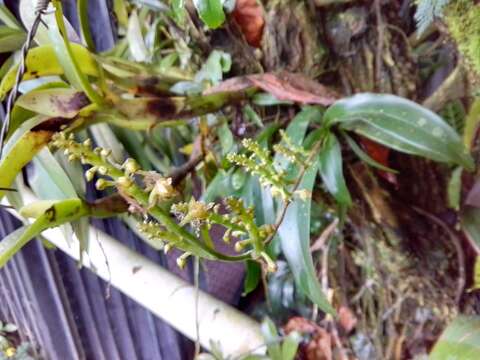 Imagem de Polystachya foliosa (Hook.) Rchb. fil.