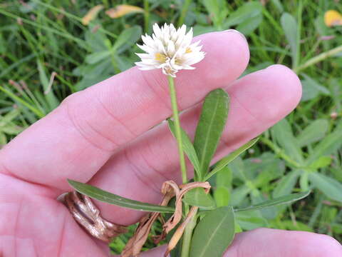 Imagem de Alternanthera philoxeroides (Mart.) Griseb.