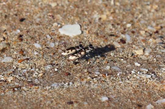 Image of Hypaetha montravelii (Blanchard 1842)