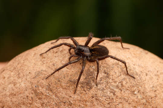 Image of Pardosa fuscula (Thorell 1875)