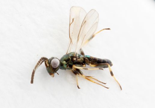 Image of <i>Eupelmus vesicularis</i> (Retzius 1783)