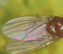 Image de Physoclypeus coquilletti (Hendel 1908)