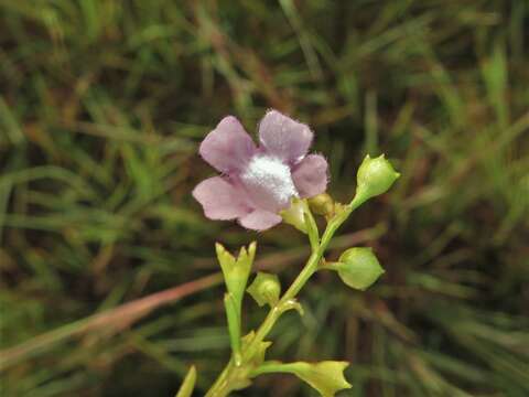 Image of Skinner's false foxglove