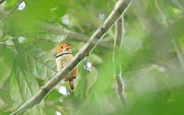 Image of Collared Puffbird