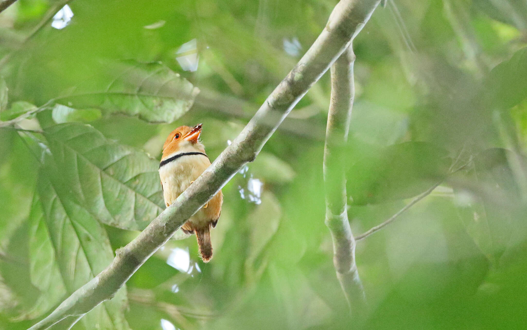 Image of Collared Puffbird