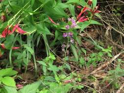 Image of pineoak jewelflower