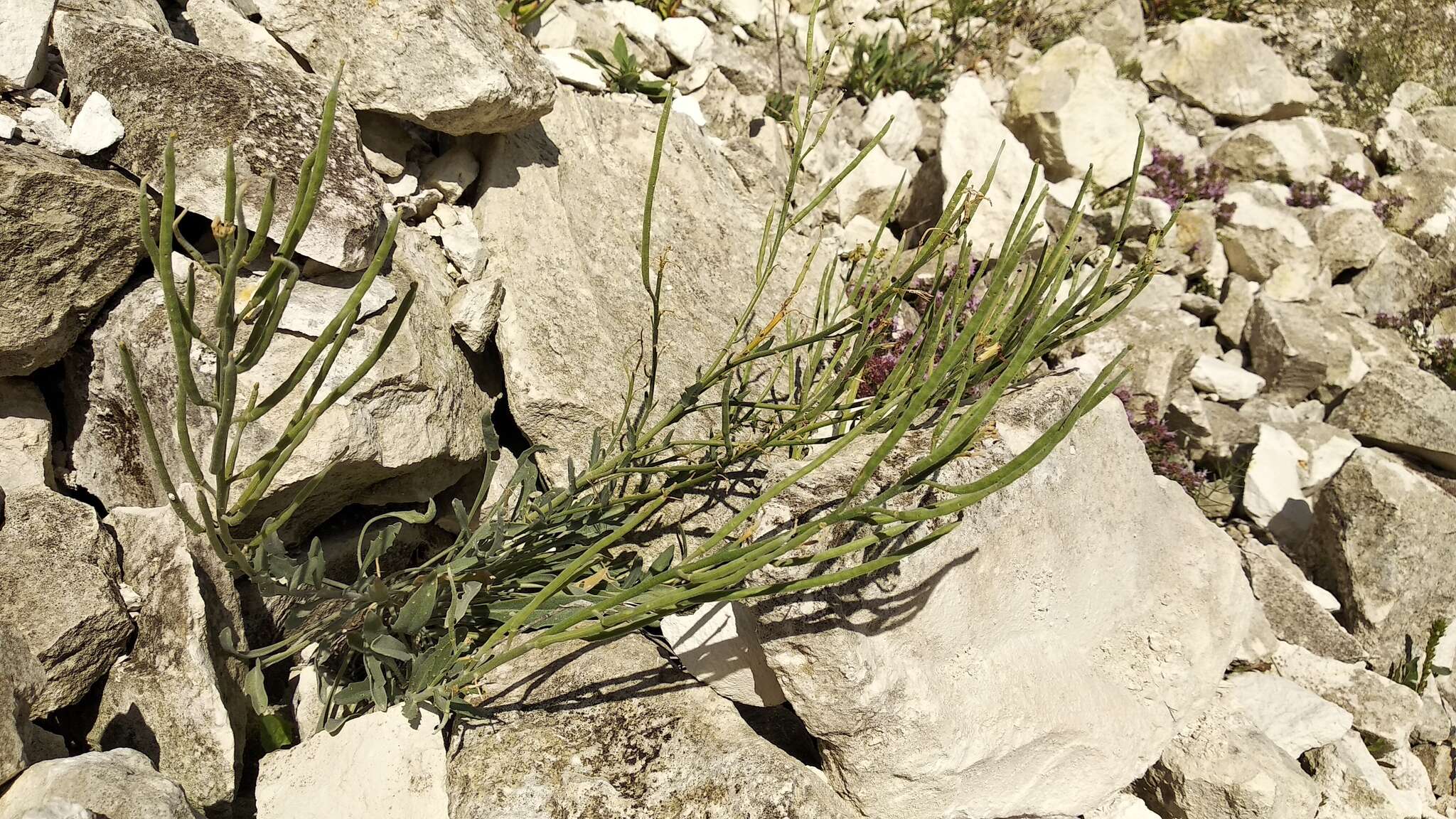 Image of Matthiola fragrans (Fisch.) Bunge