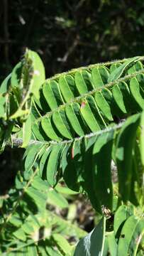 Image de Dalbergia glaucocarpa Bosser & R. Rabev.