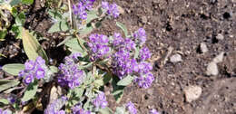 Image of low phacelia