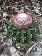 Image of Melocactus violaceus subsp. violaceus