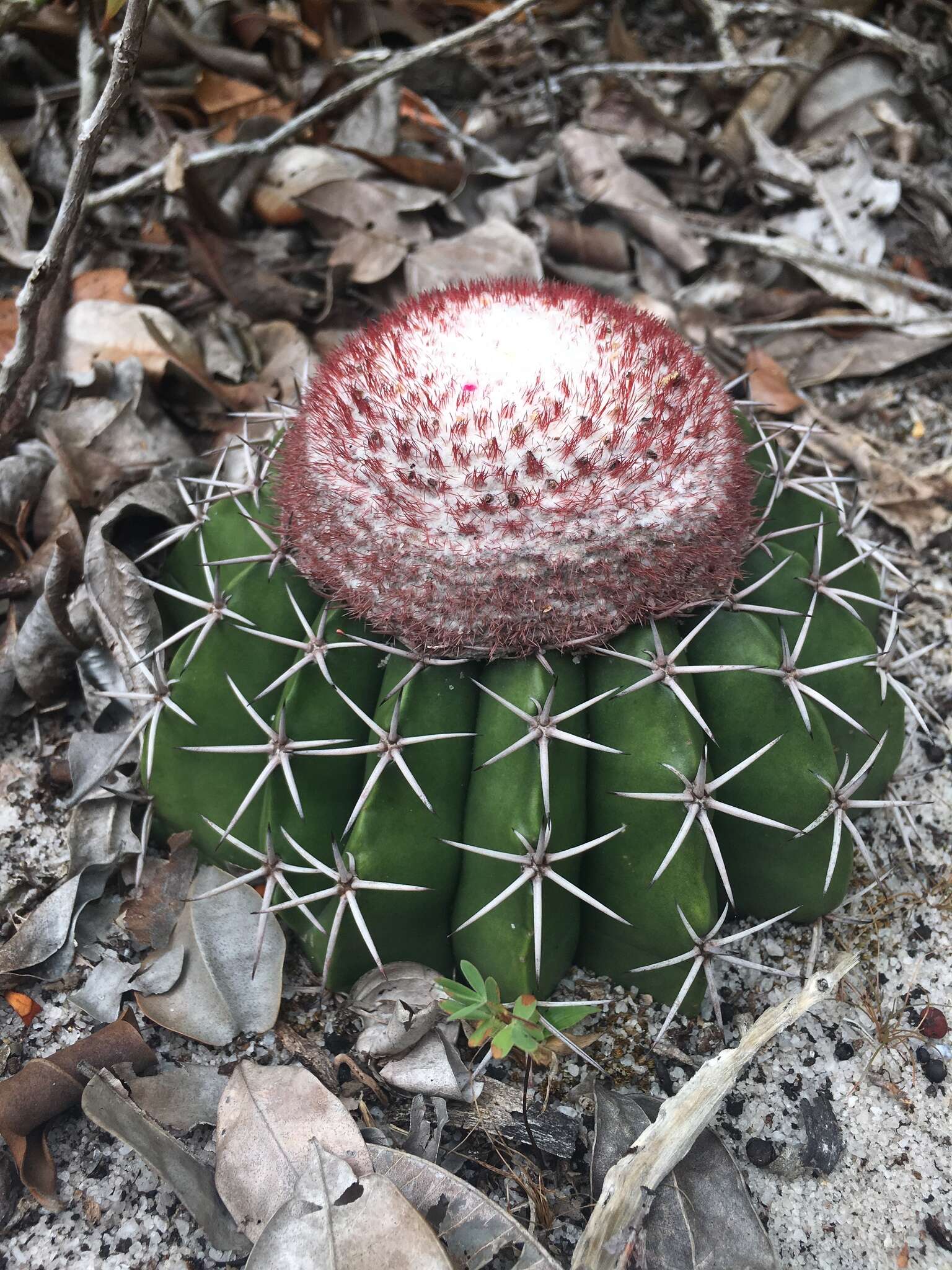 Sivun Melocactus violaceus subsp. violaceus kuva