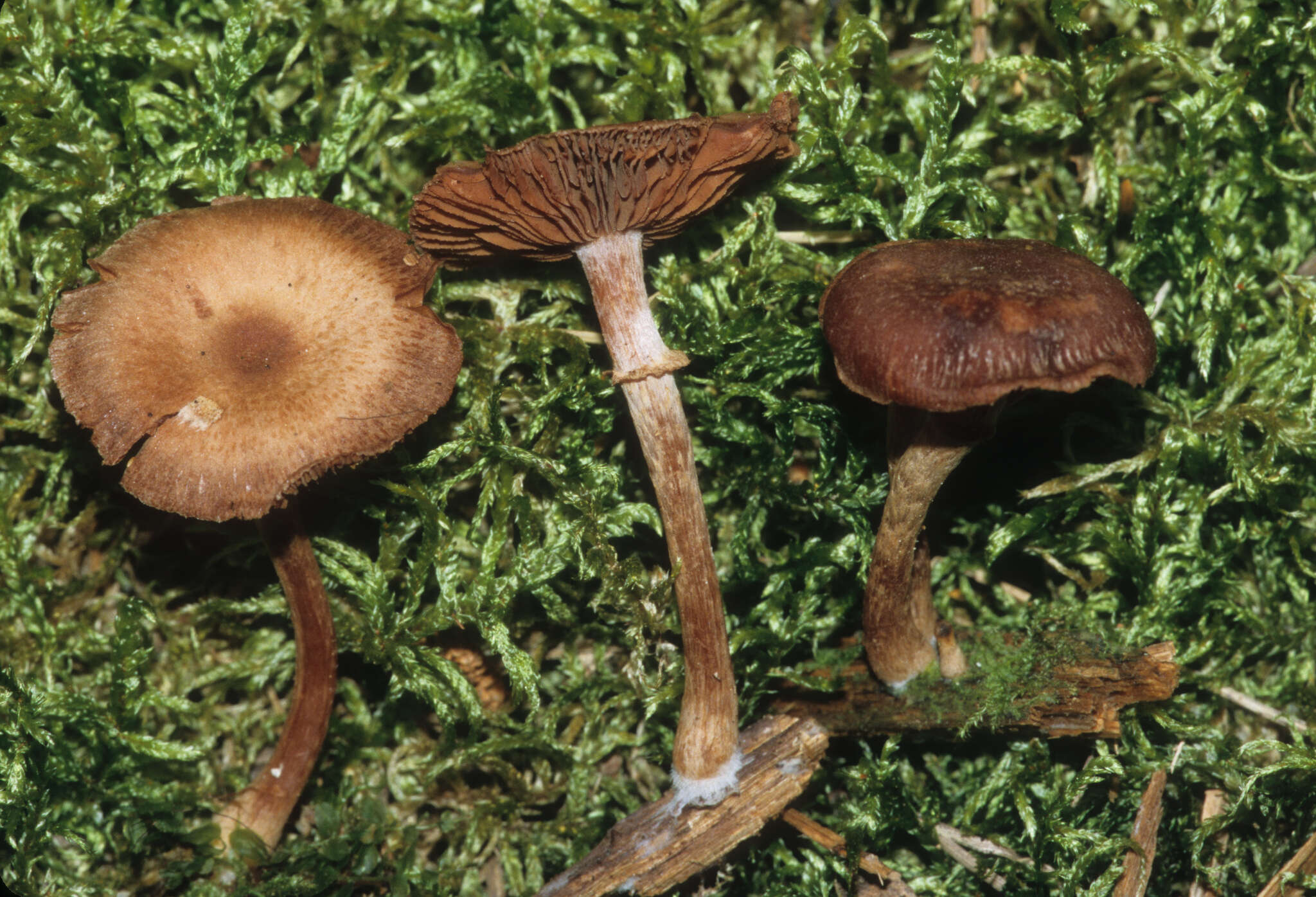 Image of Tubaria confragosa (Fr.) Harmaja 1978