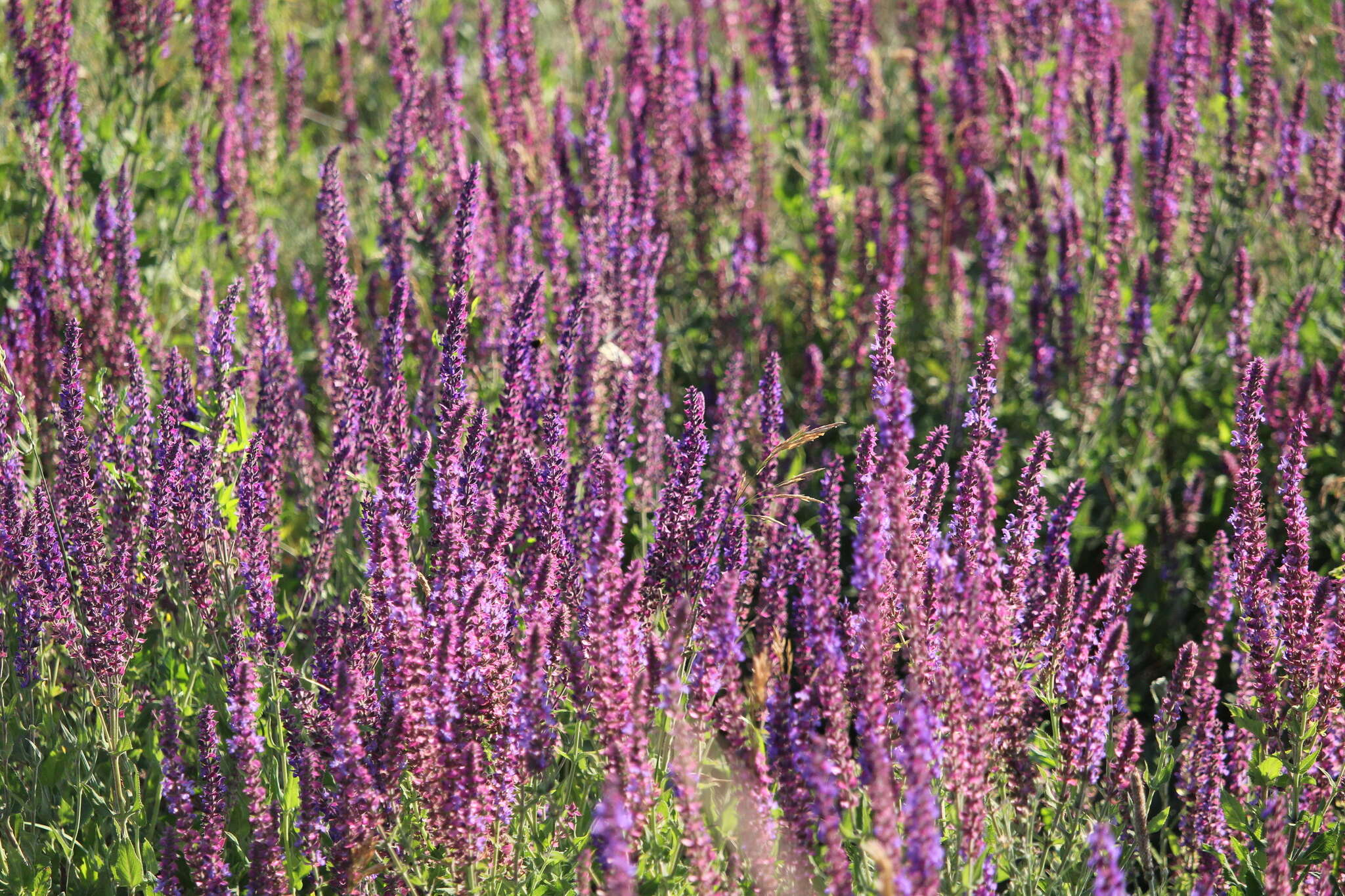 Imagem de Salvia nemorosa L.