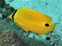 Image of Yellow Butterflyfish