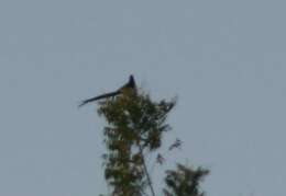 Image of Sahel Paradise Whydah