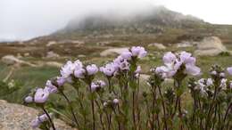 Sivun Euphrasia collina subsp. diversicolor W. R. Barker kuva