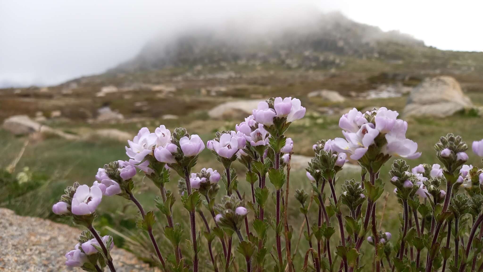 Imagem de Euphrasia collina subsp. diversicolor W. R. Barker