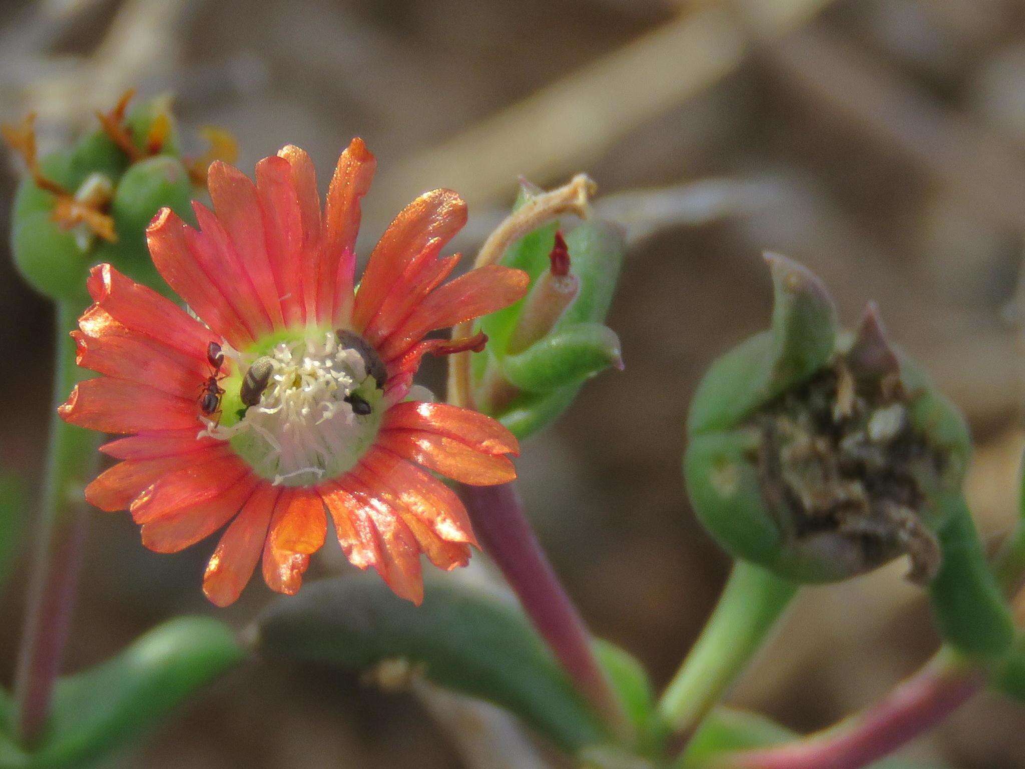 Imagem de Delosperma multiflorum L. Bol.