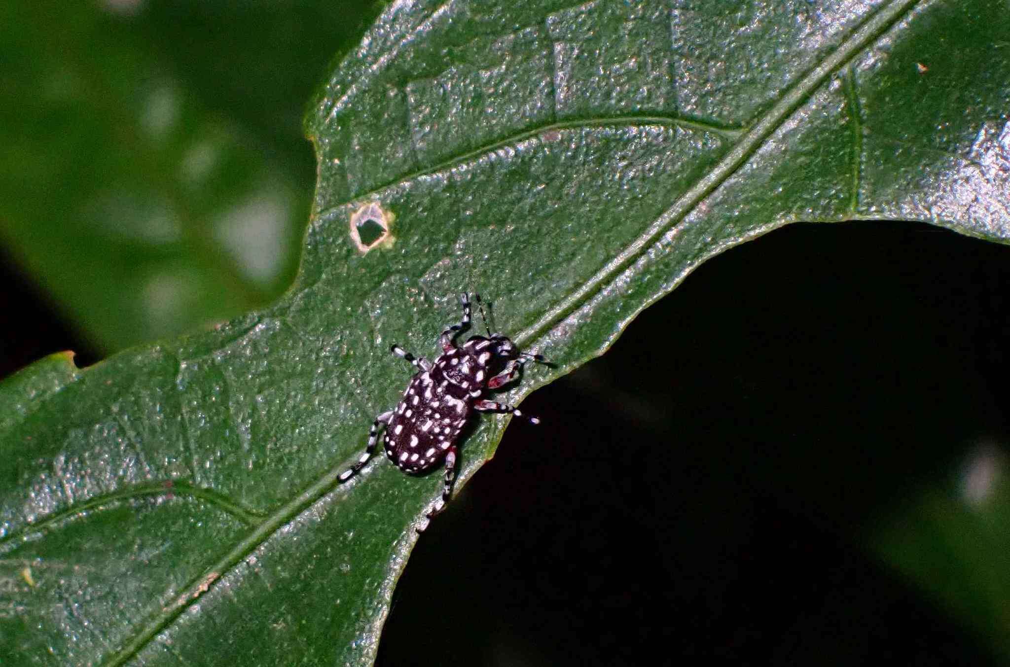 صورة Physopterus pardalis Jordan 1912