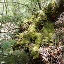 Image of Nevada homalothecium moss