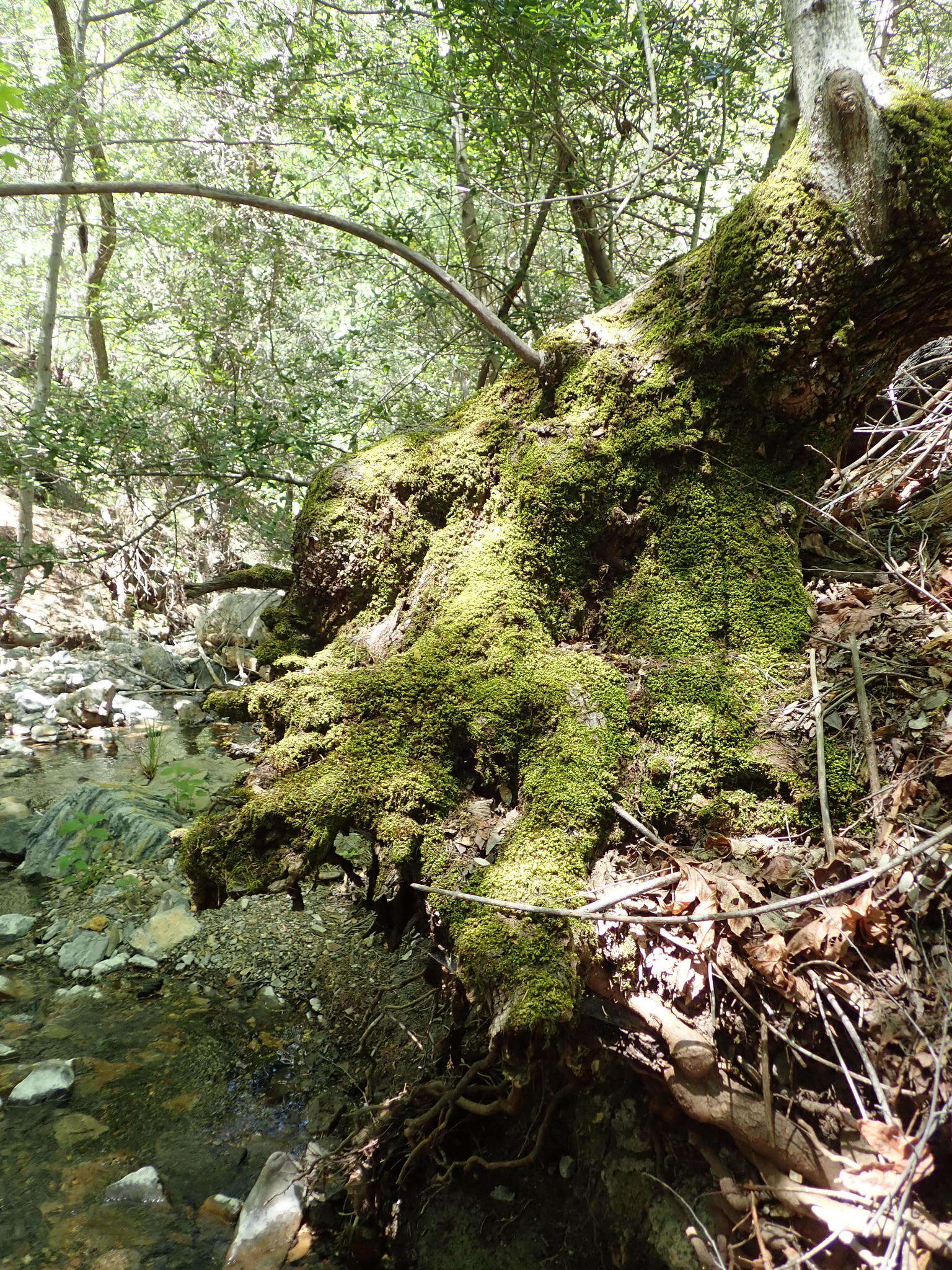 Image of Nevada homalothecium moss