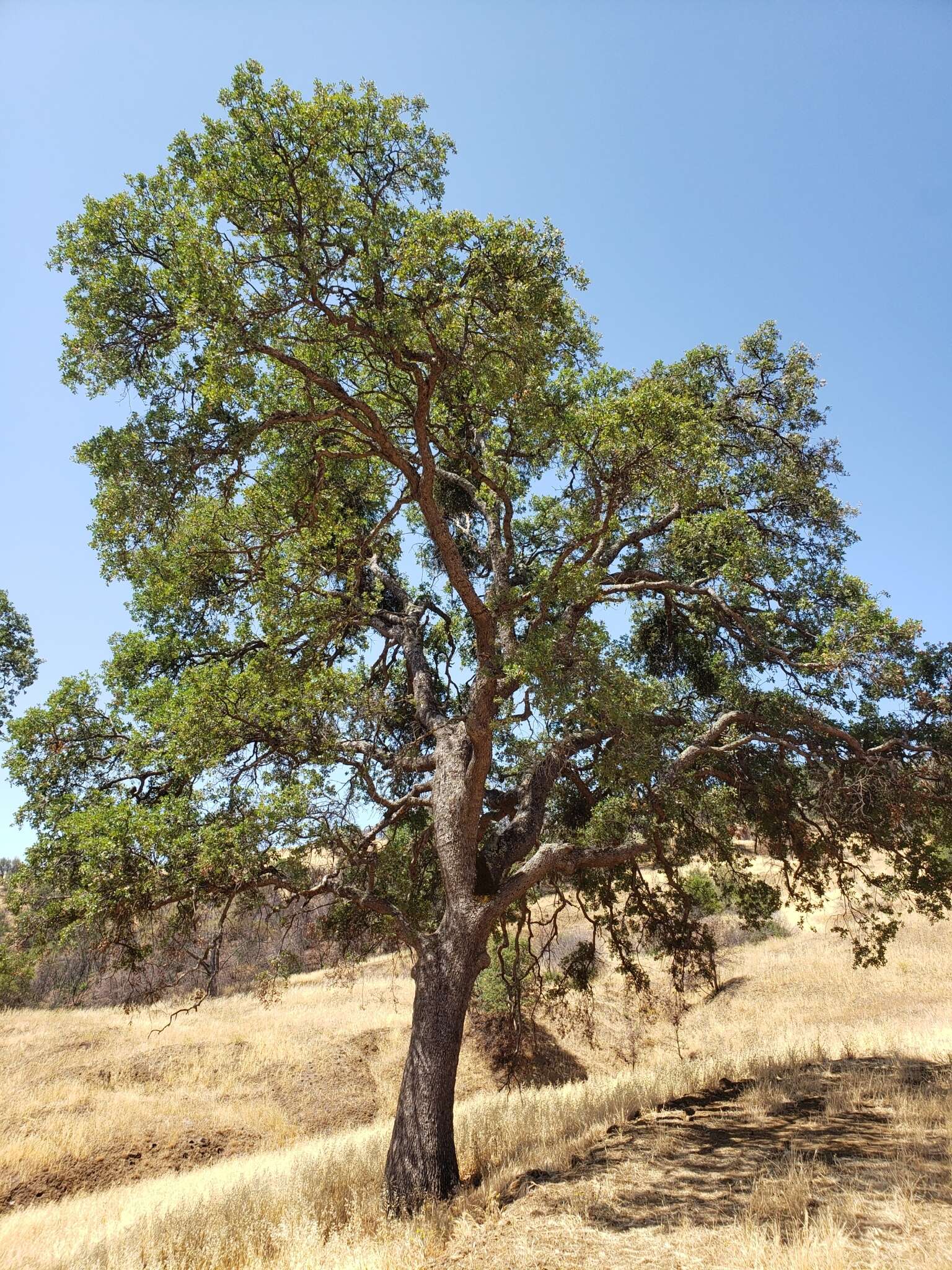 Imagem de Quercus jolonensis Sarg.