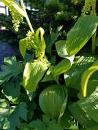 Image of Veratrum viride var. eschscholtzianum (Schult. & Schult. fil.) Breitung