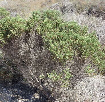 Image of Oedera genistifolia (L.) A. A. Anderberg & K. Bremer