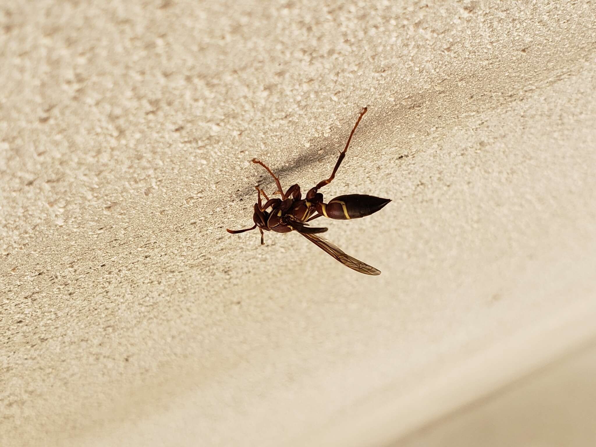 Image of Polistes stabilinus Richards 1978