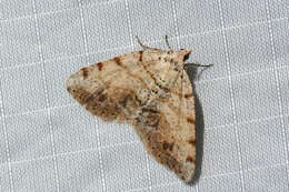 Image of Macaria exauspicata Walker 1861