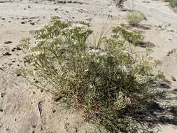 Imagem de Eriogonum leptophyllum (Torr. & Gray) Woot. & Standl.