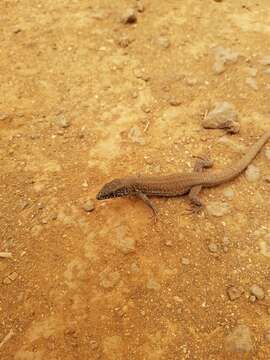 Image of Atlantic Lizard