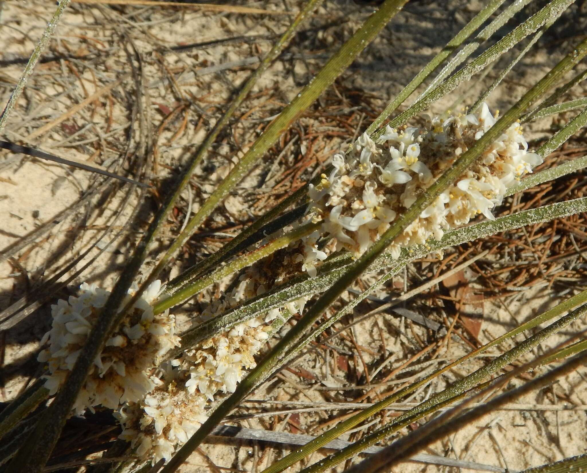 Sivun Lomandra leucocephala (R. Br.) Ewart kuva