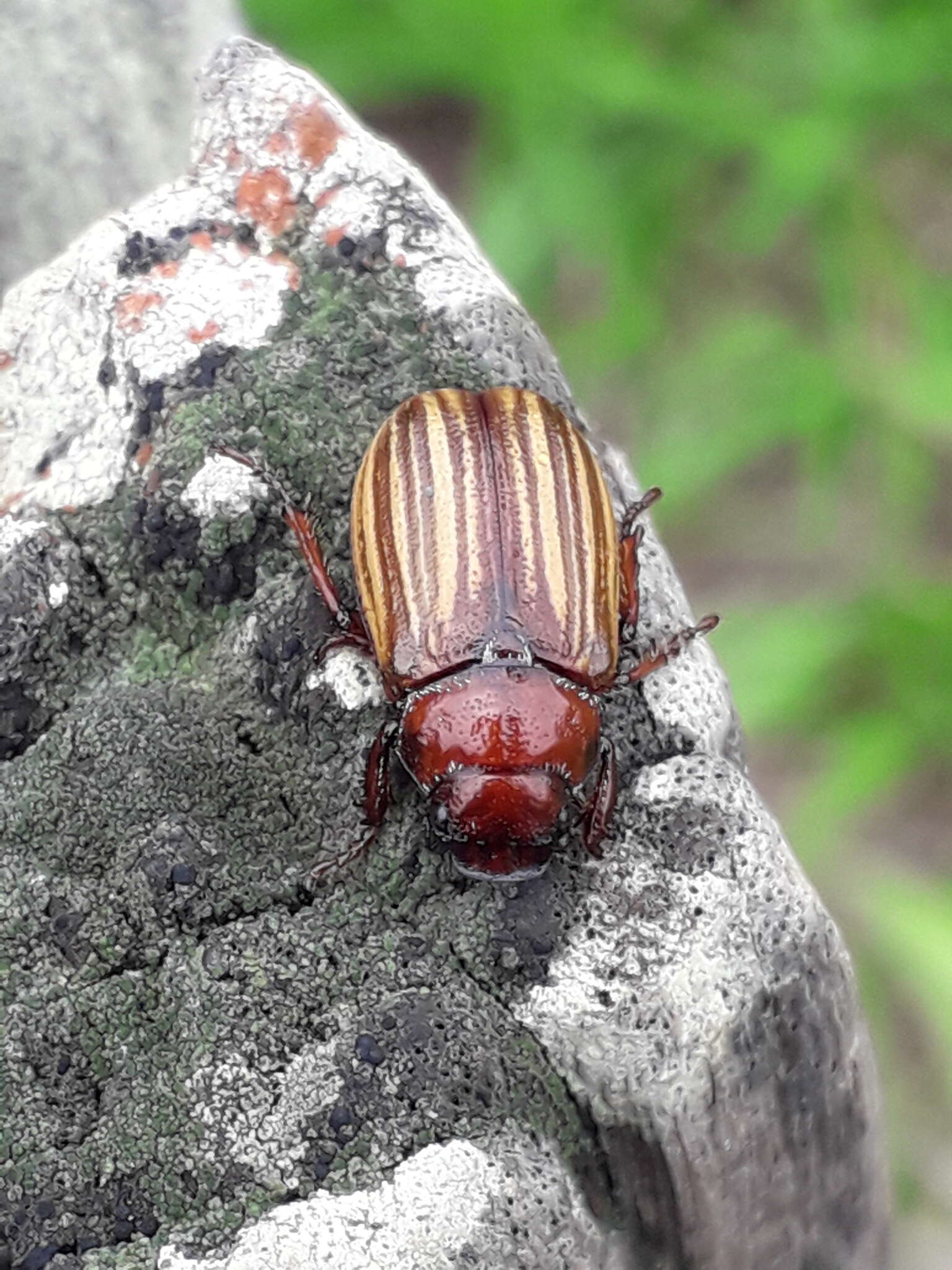 Image de Bolax flavolineata (Mannerheim 1829)