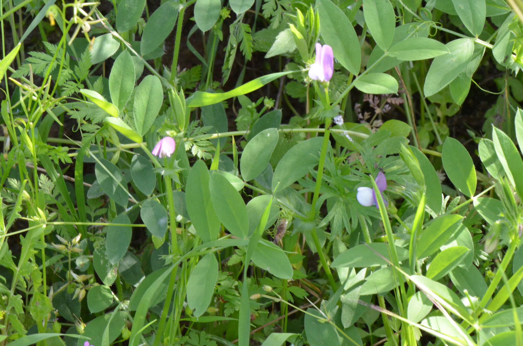 Слика од Vicia bithynica (L.) L.