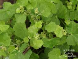 Imagem de Hydrocotyle nepalensis Hook.