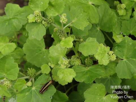 Image de Hydrocotyle nepalensis Hook.