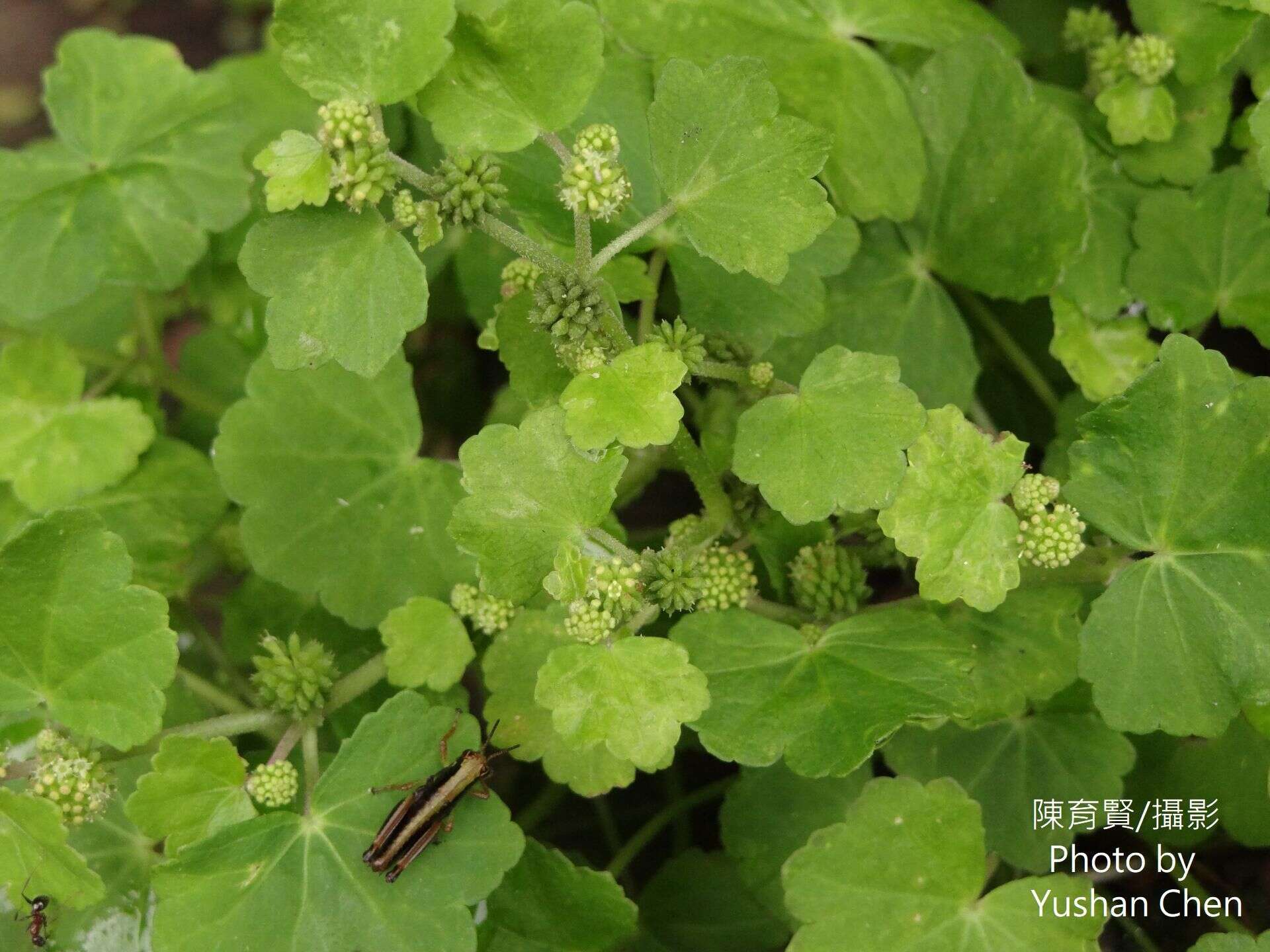 Imagem de Hydrocotyle nepalensis Hook.