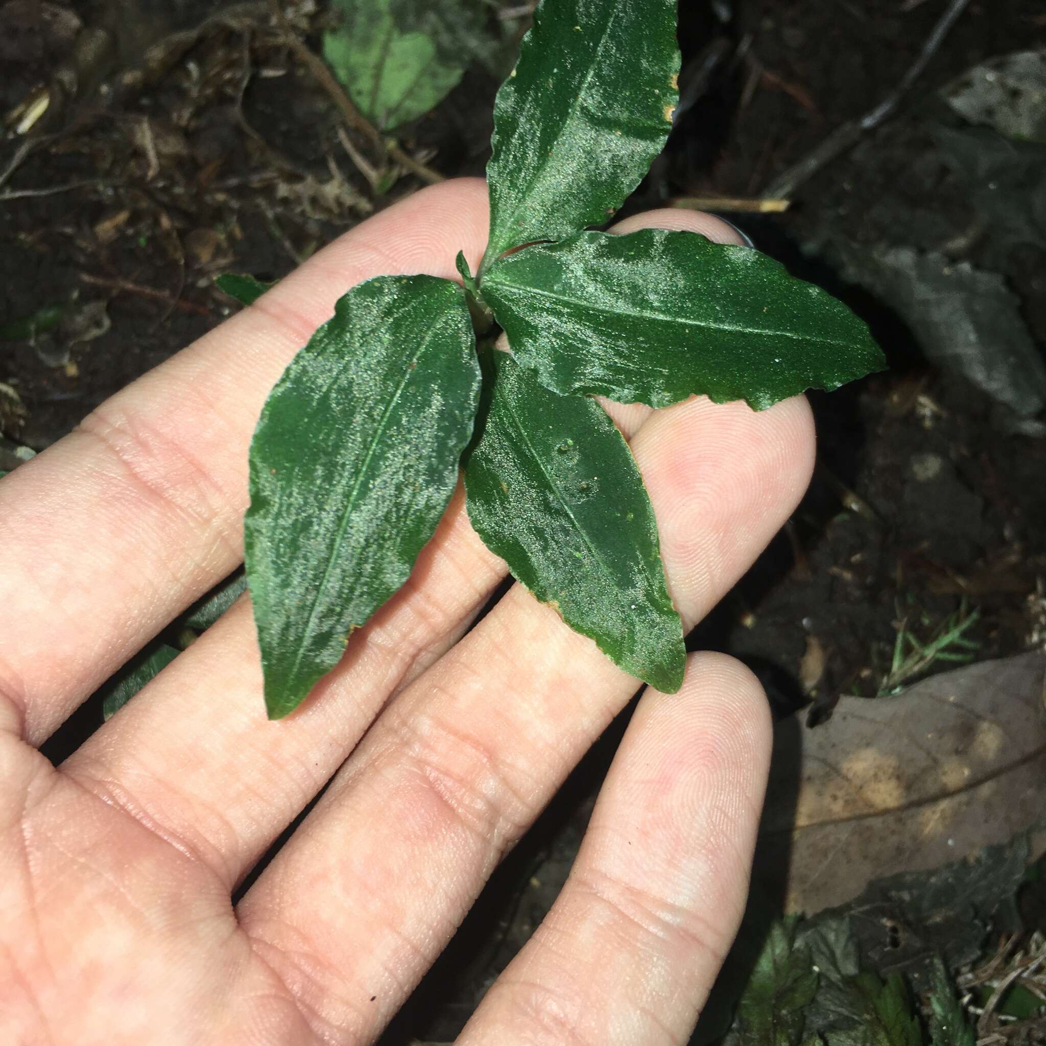 Odontochilus lanceolatus (Lindl.) Blume resmi