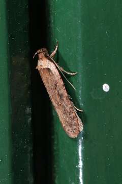 Image of <i>Agonopterix pseudoferulae</i>