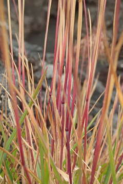 Image of arctic bluegrass