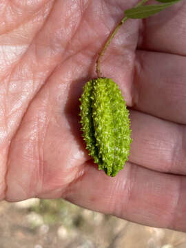 Image of Flindersia dissosperma (F. Müll.) Domin