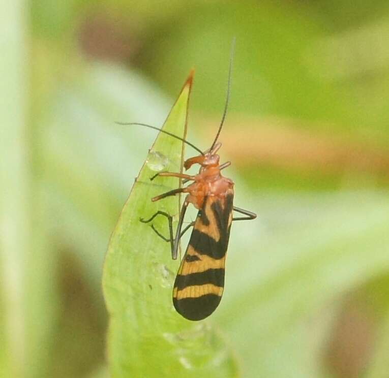 Image of Panorpa nuptialis Gerstaecker 1863