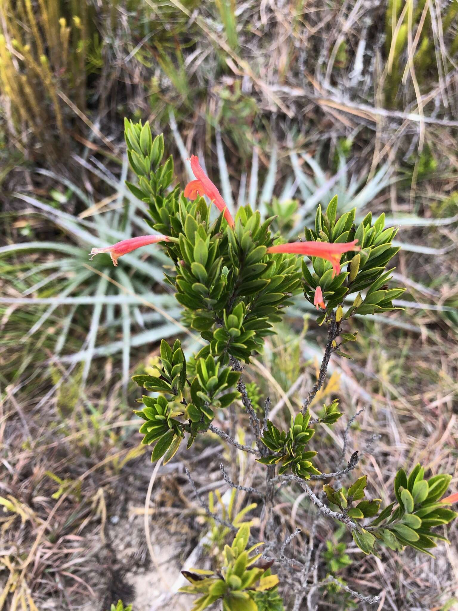 Imagem de Clinopodium taxifolium (Kunth) Govaerts