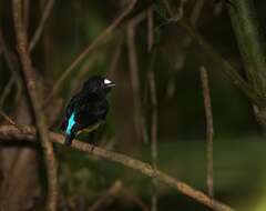 Image of White-fronted Manakin