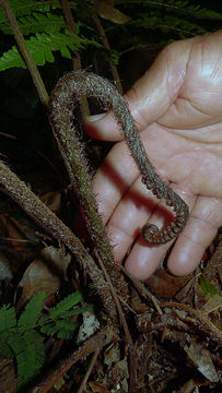 Image of <i>Ctenitis distans</i> (Brack.) Ching