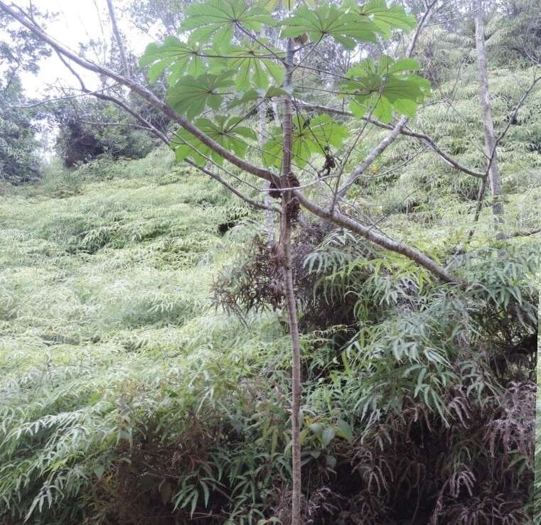 Image of Cecropia glaziovii Snethlage